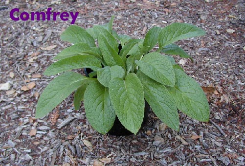 Comfrey