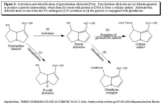 Detoxification and Activation of PAs Figure